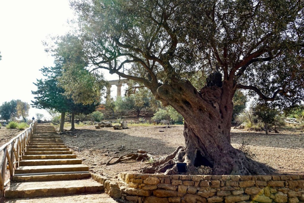 An olive tree along a path in Valley of the Temples