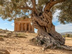 A huge olive tree in front of Temple of Concordia