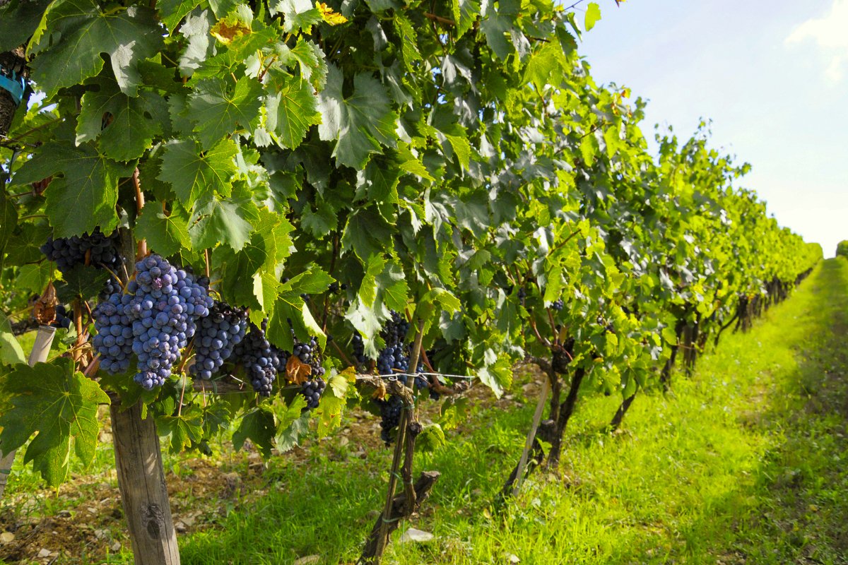 A row of grape vines with bunches of purple Sangiovese grapes in the forefront.